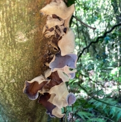 Unidentified Fungus, Moss, Liverwort, etc at Robertson, NSW - 19 Jul 2020 by KarenG