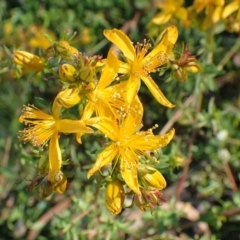 Hypericum perforatum (St John's Wort) at Black Mountain - 20 Jul 2020 by RWPurdie