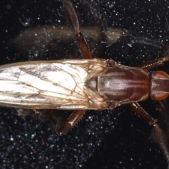 COELOPIDAE (family) (Kelp fly) at Congo, NSW - 7 Jul 2020 by jb2602