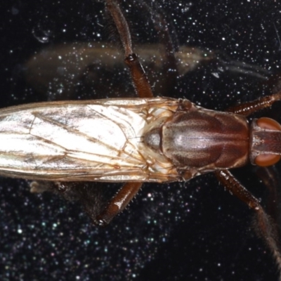 COELOPIDAE (family) (Kelp fly) at Congo, NSW - 7 Jul 2020 by jbromilow50