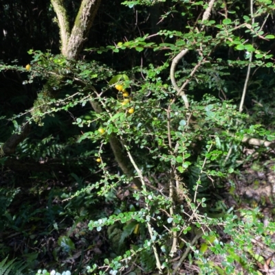 Pittosporum multiflorum (Orange Thorn) at Wingecarribee Local Government Area - 19 Jul 2020 by KarenG