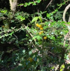 Pittosporum multiflorum at Robertson, NSW - 19 Jul 2020