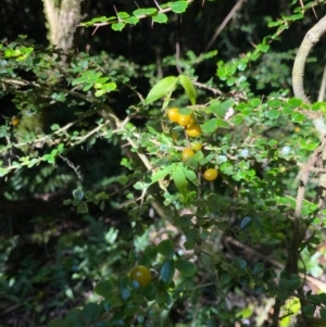 Pittosporum multiflorum at Robertson, NSW - 19 Jul 2020