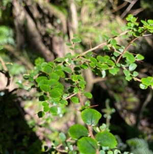 Pittosporum multiflorum at Robertson, NSW - 19 Jul 2020