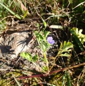 Erodium crinitum at Hawker, ACT - 19 Jul 2020