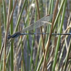 Austrolestes leda (Wandering Ringtail) at Black Mountain - 18 Jul 2020 by HarveyPerkins