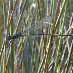 Austrolestes leda at Bruce, ACT - 18 Jul 2020