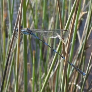 Austrolestes leda at Bruce, ACT - 18 Jul 2020