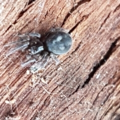 Badumna insignis (Black House Spider) at Lyneham, ACT - 20 Jul 2020 by tpreston