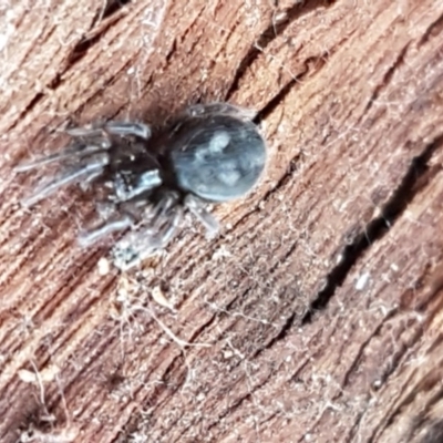 Badumna insignis (Black House Spider) at Lyneham Wetland - 20 Jul 2020 by tpreston