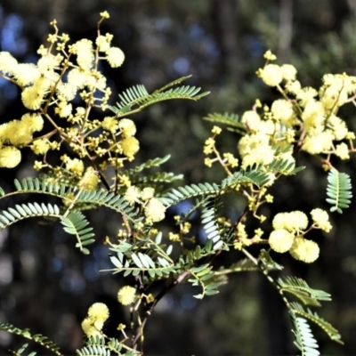 Acacia terminalis (Sunshine Wattle) at Budderoo National Park - 19 Jul 2020 by plants