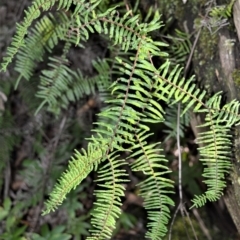 Gleichenia microphylla (Scrambling Coral Fern) at Wingecarribee Local Government Area - 19 Jul 2020 by plants
