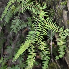 Gleichenia microphylla (Scrambling Coral Fern) at Robertson - 19 Jul 2020 by plants