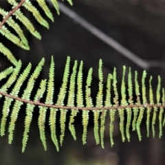 Gleichenia microphylla at Robertson, NSW - 20 Jul 2020