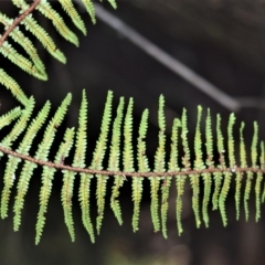 Gleichenia microphylla at Robertson, NSW - suppressed