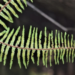 Gleichenia microphylla at Robertson, NSW - suppressed