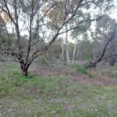 Fumaria sp. (Fumitory) at Dunlop, ACT - 16 Jul 2020 by CattleDog