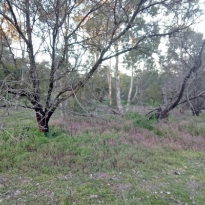 Fumaria sp. (Fumitory) at Dunlop, ACT - 15 Jul 2020 by CattleDog