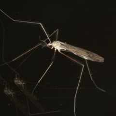 Limoniidae (family) (Unknown Limoniid Crane Fly) at Congo, NSW - 7 Jul 2020 by jb2602