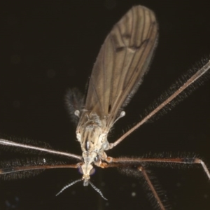 Limoniidae (family) at Congo, NSW - 7 Jul 2020