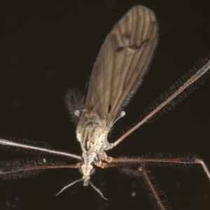 Limoniidae (family) at Congo, NSW - 7 Jul 2020 06:07 PM