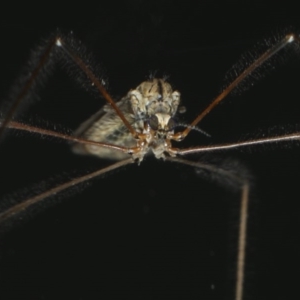 Limoniidae (family) at Congo, NSW - 7 Jul 2020