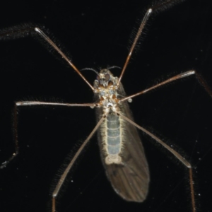 Limoniidae (family) at Congo, NSW - 7 Jul 2020