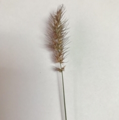 Echinopogon caespitosus var. caespitosus (Tufted Hedgehog Grass) at Wingecarribee Local Government Area - 18 Jul 2020 by walter