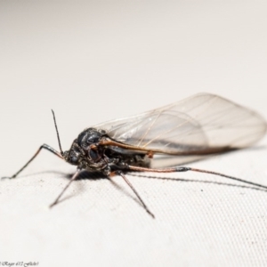 Tuberolachnus salignus at Macgregor, ACT - 20 Jul 2020