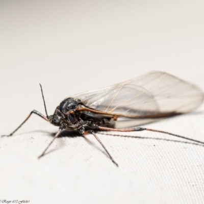 Tuberolachnus salignus (Giant willow aphid) at Macgregor, ACT - 20 Jul 2020 by Roger