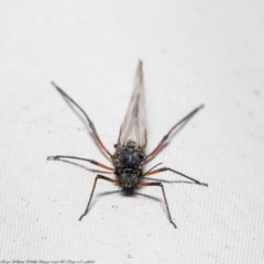 Tuberolachnus salignus at Macgregor, ACT - 20 Jul 2020