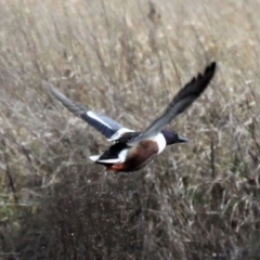 Spatula clypeata (Northern Shoveler) at Fyshwick, ACT - 19 Jul 2020 by HarveyPerkins