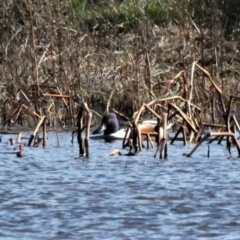 Spatula clypeata at Fyshwick, ACT - 19 Jul 2020