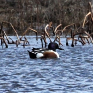 Spatula clypeata at Fyshwick, ACT - 19 Jul 2020