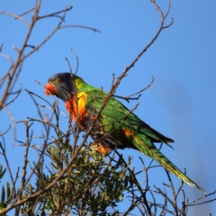 Trichoglossus moluccanus (Rainbow Lorikeet) at Congo, NSW - 5 Jul 2020 by jb2602