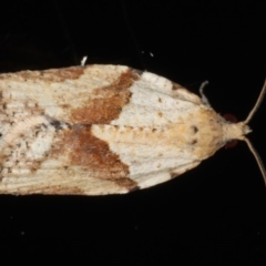 Epiphyas postvittana (Light Brown Apple Moth) at Congo, NSW - 6 Jul 2020 by jb2602