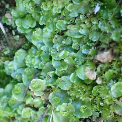 Lunularia cruciata (A thallose liverwort) at Acton, ACT - 21 Jul 2020 by RWPurdie