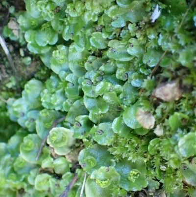 Lunularia cruciata (A thallose liverwort) at Black Mountain - 20 Jul 2020 by RWPurdie