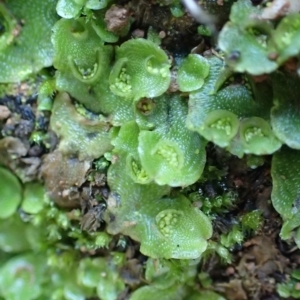 Lunularia cruciata at Acton, ACT - 21 Jul 2020