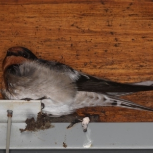 Hirundo neoxena at Congo, NSW - 5 Jul 2020 07:37 PM