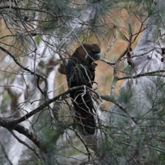 Calyptorhynchus lathami lathami (Glossy Black-Cockatoo) at South Durras, NSW - 19 Jul 2020 by LisaH