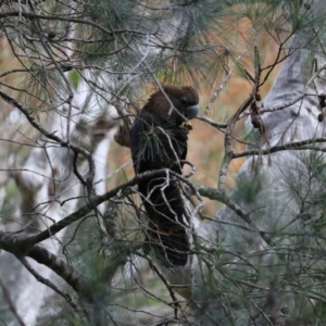 Calyptorhynchus lathami lathami at South Durras, NSW - suppressed