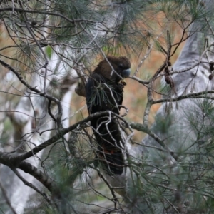 Calyptorhynchus lathami lathami at South Durras, NSW - 19 Jul 2020