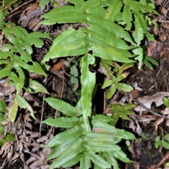 Blechnum wattsii (Hard Water Fern) at Robertson, NSW - 19 Jul 2020 by plants