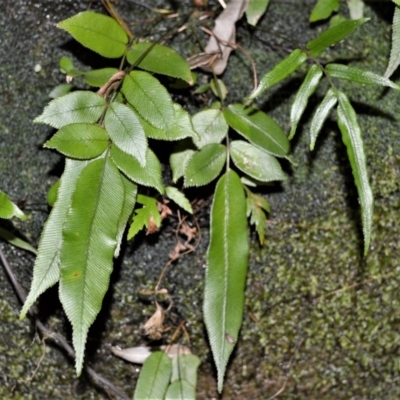 Blechnum ambiguum at Robertson - 19 Jul 2020 by plants