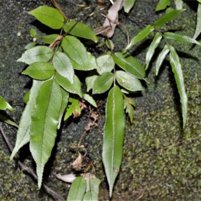 Blechnum ambiguum at Budderoo National Park - 19 Jul 2020 by plants