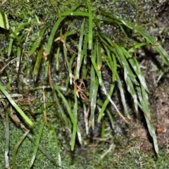 Schizaea rupestris at Budderoo National Park - 19 Jul 2020 by plants