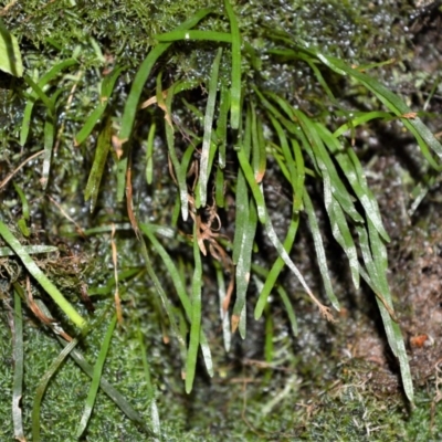 Schizaea rupestris at Robertson - 19 Jul 2020 by plants
