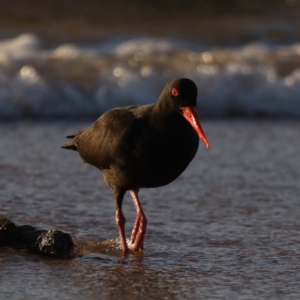 Haematopus fuliginosus at Congo, NSW - suppressed