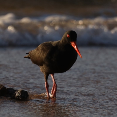 Haematopus fuliginosus (Sooty Oystercatcher) at Congo, NSW - 5 Jul 2020 by jbromilow50